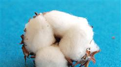 2021年1-7月中国棉花进口数据统计分析