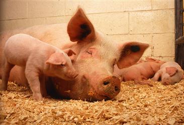 2022年中国生猪养殖行业市场前景及投资研究报告（简版）