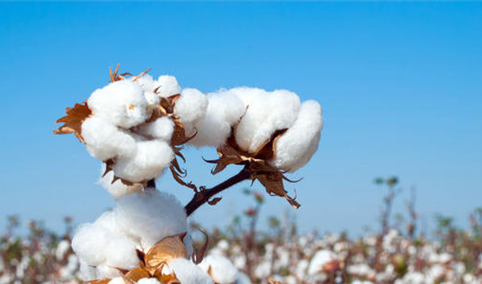 2021年1-11月中国棉花进口数据统计分析