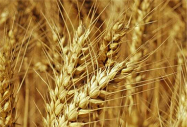 2021年度中国小麦产量及种植面积统计分析