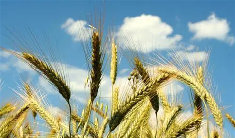 2021年度中国小麦进口数据统计分析