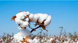 2021年1-12月中国棉花进口数据统计分析