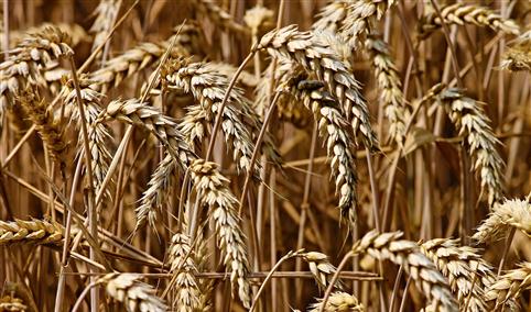 2022年10月小麦市场供需及价格走势预测分析：国内外小麦价格均上涨（图）