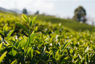 加速推廣茶文化：2022年中國茶市場現狀及重點企業深度分析