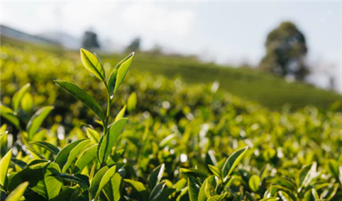 加速推广茶文化：2022年中国茶市场现状及重点企业深度分析