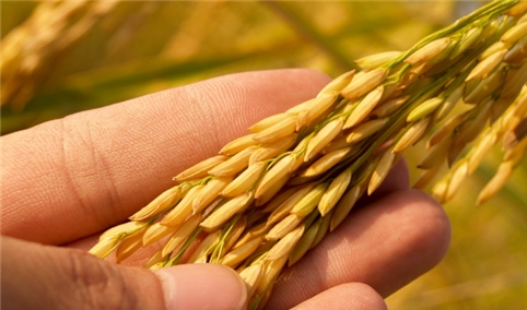 2022年全球小麦供需形势分析（图）