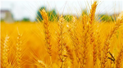 2022年1-2月中国小麦进口数据统计分析