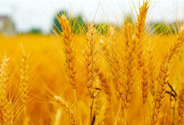 2022年1-2月中国小麦进口数据统计分析