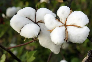 2022年1-2月中国棉花进口数据统计分析