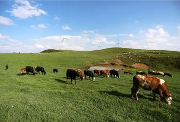 【碳中和專題】畜牧業碳排放高 碳中和背景下畜牧業低碳轉型方向在哪？（圖）