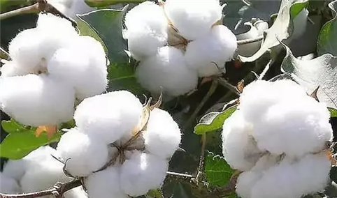 2022年1-3月中国棉花进口数据统计分析