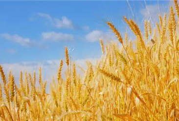 2022年1-4月中国小麦进口数据统计分析