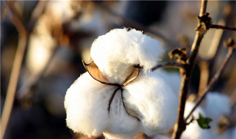 2022年1-4月中国棉花进口数据统计分析