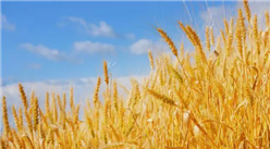 2022年中国小麦行业市场前景及投资研究预测报告（简版）