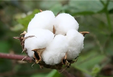 2022年1-5月中國棉花進口數據統計分析