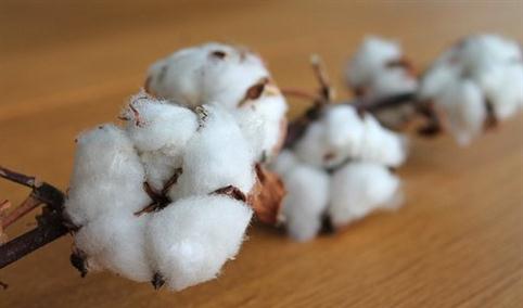 2022年中国棉花进口数据统计分析：进口量同比下降9.8%