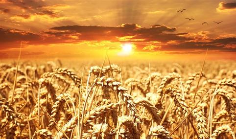 2023年1-5月中国小麦进口数据统计分析：进口量增长显著