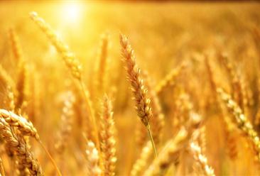 2024年1-5月中国小麦进口数据统计分析：进口量809万吨