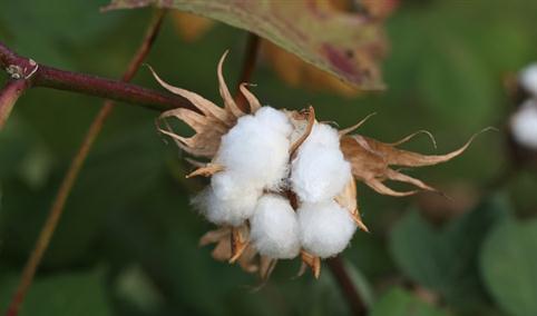 2024年1-2月中国棉花进口数据统计分析：进口量同比增长184.3%